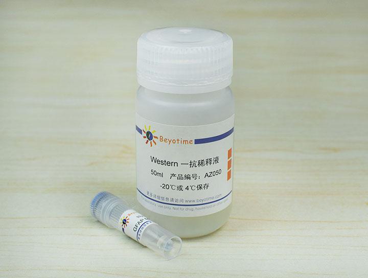 GFAP Mouse Monoclonal Antibody